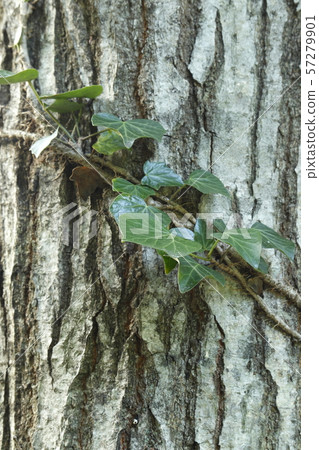 Climbing ivy leaves Climbing ivy leaves 57279901