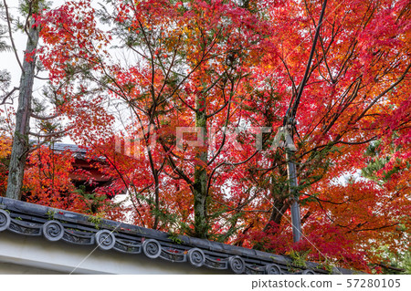 Autumn leaves of Majoin Autumn leaves of Majoin 57280105