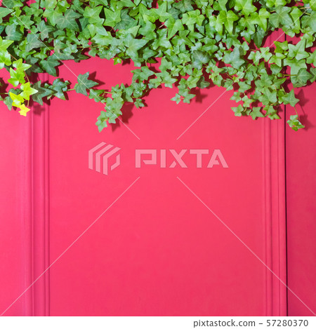 Red wall with frame half covered by Common Ivy. Also known as Hedera helix, English ivy or European 57280370
