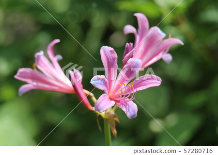 甘草 甘草 57280716