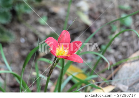 Zephyrinus 57280717