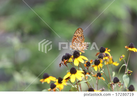 Rudbeckia Takao and Butterfly 57280719