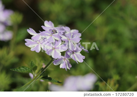 Verbena Hanatemari Verbena Hanatemari 57280720