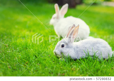 Pair of Cute adorable white and grey fluffy rabbit sitting on green grass lawn at backyard.Small 57280832