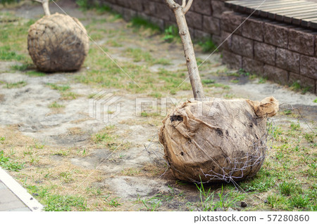 Big tree planting or transplantation in city park or apartment residential building backyard after Big tree planting or transplantation in city park or apartment residential building backyard after 57280860