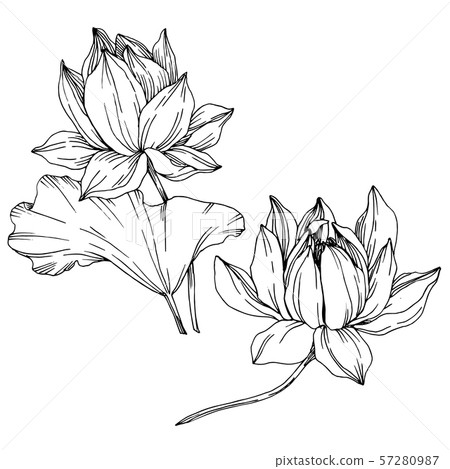 Vector Lotus floral botanical flowers. Black... - Stock Illustration ...