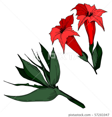 Vector Tropical flowers and leaves isolated. Black and white engraved ink art. Isolated plant 57281047