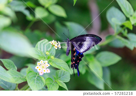 在多摩動物園公園昆蟲庭院的烏鴉swallowtail蝴蝶 照片素材 圖片 圖庫