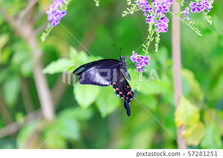 在多摩動物園公園昆蟲庭院的烏鴉swallowtail蝴蝶 照片素材 圖片 圖庫