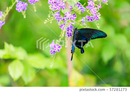 在多摩動物園公園昆蟲庭院的烏鴉Swallowtail蝴蝶 57281273