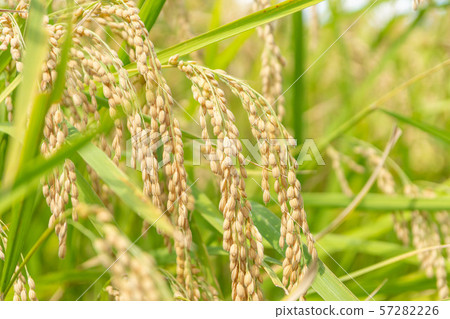 Rice field Rice field 57282226