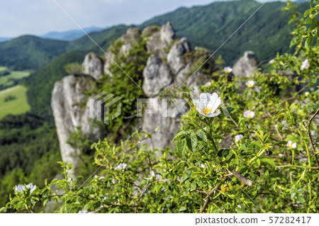 Rosehip bush, Sulov rocks, Slovakia, hiking theme 57282417