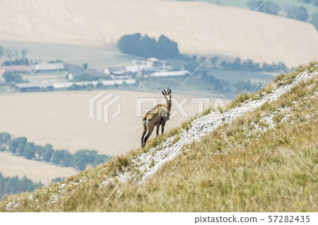 Alpine chamois (Rupicapra rupicapra), Gader 57282435