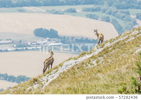 Alpine chamois (Rupicapra rupicapra), Gader 57282436