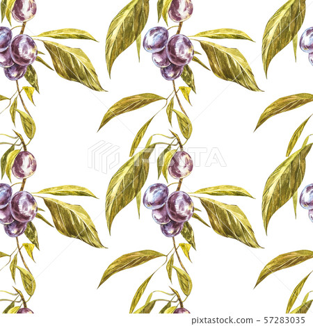Ripe plum and branch with flowers. Plum drawing... - Stock Illustration ...