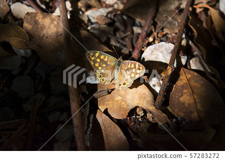 A unique beauty. Fethiye butterfly valley living area 57283272