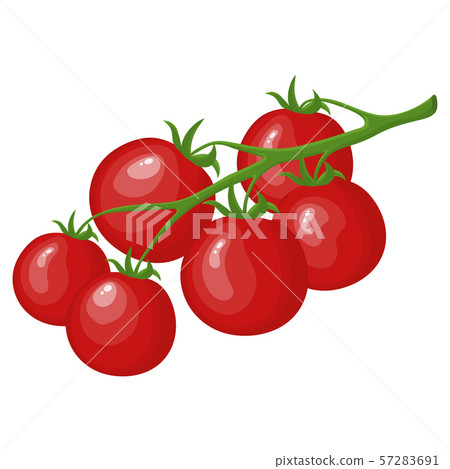 Raw Ripe Tomatoes on Branch isolated on white Raw Ripe Tomatoes on Branch isolated on white 57283691