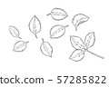 Rose line drawing 57285822