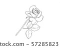 Rose line drawing 57285823