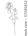 Rose line drawing 57285832