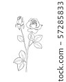 Rose line drawing 57285833