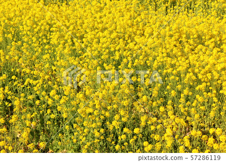 在立山的油菜田（4） 57286119