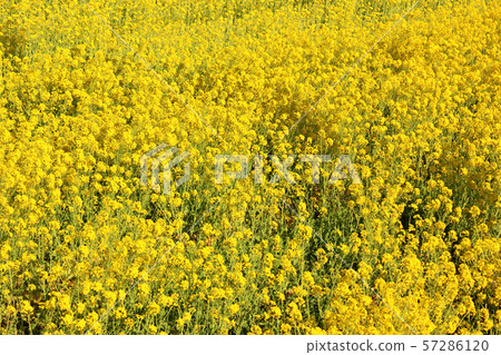 在立山的油菜田(5) 在立山的油菜田(5) 57286120