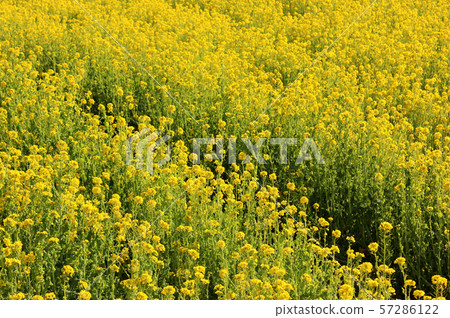 Rape field in Tateyama (7) 57286122