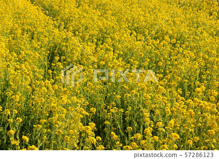 在立山的油菜田(8) 在立山的油菜田(8) 57286123