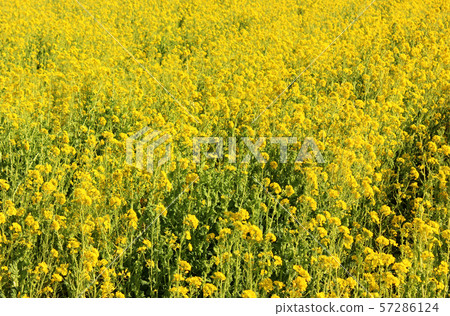 博索半島南部的油菜田(1) 博索半島南部的油菜田(1) 57286124