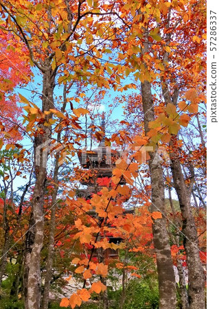 Autumnal leaves and five-storied pagoda 57286337