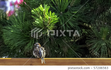 House sparrow (Passer domesticus) with pine tree in background - Hel, Pomerania, Poland House sparrow (Passer domesticus) with pine tree in background - Hel, Pomerania, Poland 57286563