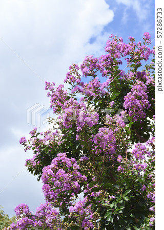 Crape myrtle 57286733