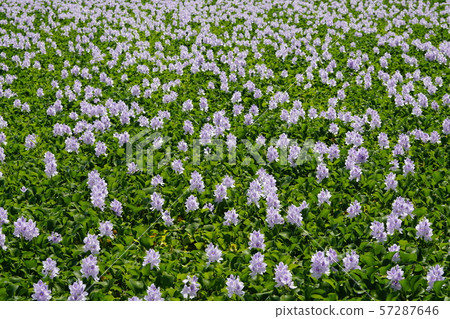 布袋盛開的時候 57287646