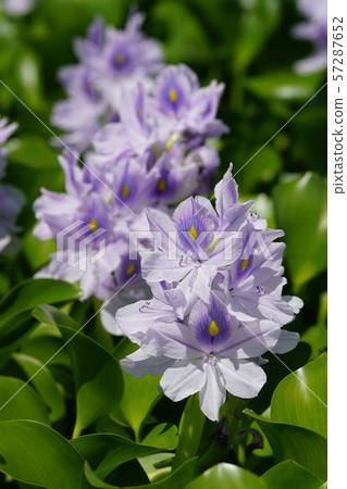 布袋盛開的時候 布袋盛開的時候 57287652