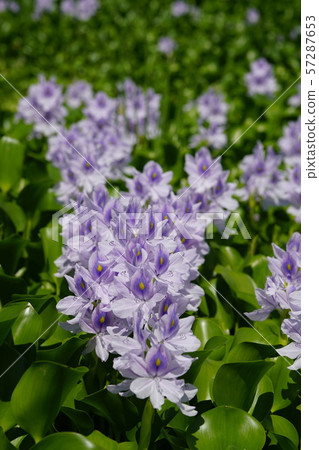 布袋盛開的時候 57287653