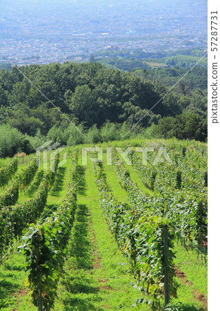 Tomi no Oka Winery Vineyard Tomi no Oka Winery Vineyard 57287731