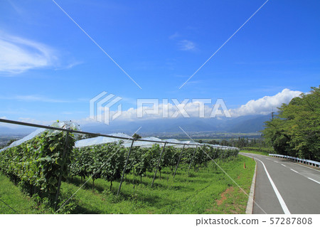 Tomi no Oka Winery葡萄園 57287808