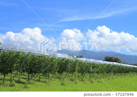 Tomi no Oka Winery葡萄園 Tomi no Oka Winery葡萄園 57287846