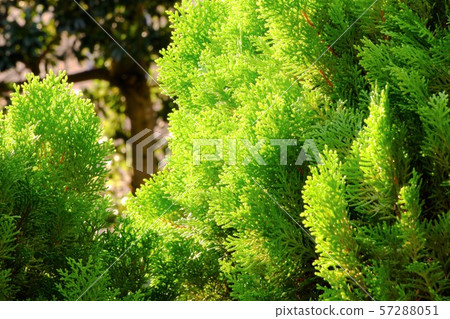 在綠色生動的燈光下（2） 57288051