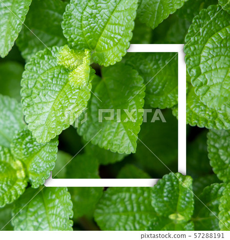 Background texture of leaves closeup. Green Leaves Background texture of leaves closeup. Green Leaves 57288191