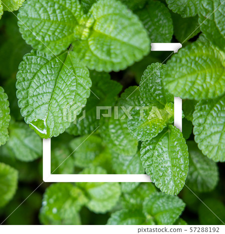 Background texture of leaves closeup. Green Leaves Background texture of leaves closeup. Green Leaves 57288192
