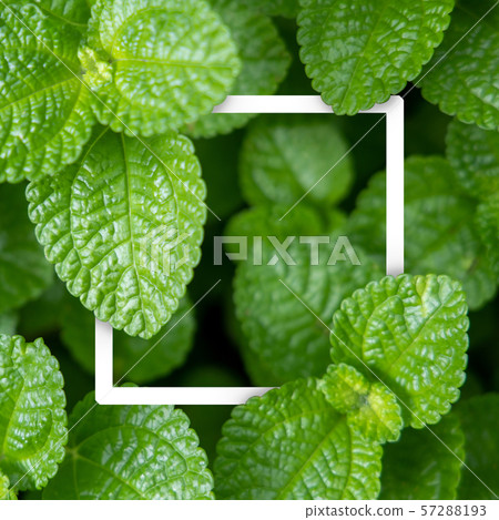 Background texture of leaves closeup. Green Leaves Background texture of leaves closeup. Green Leaves 57288193