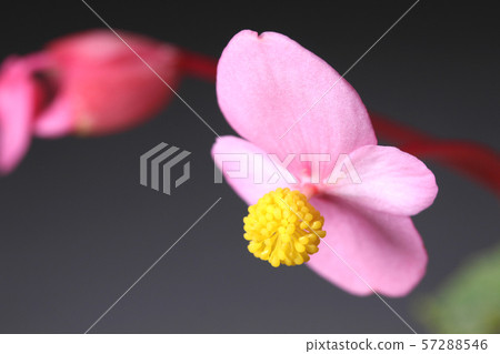 Shukidou之花 57288546