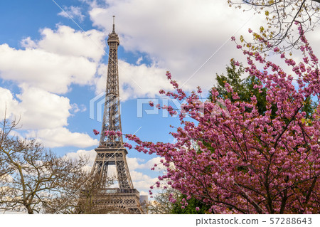Paris France city skyline at Eiffel Tower with spring cherry blossom flower Paris France city skyline at Eiffel Tower with spring cherry blossom flower 57288643