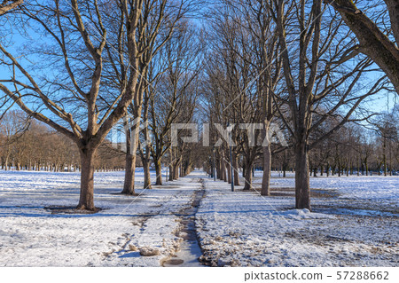 Oslo winter landscape at Vigeland Sculpture Park with snow and dry tree 57288662