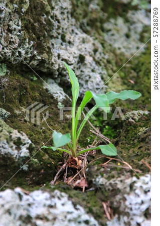 漢拏山，山，登山，森林，山，森林，森林，杜鵑花，奇怪的岩層，Youngsil當然，eorimok， 57288769