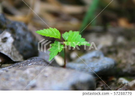 漢拏山，山，登山，森林，山，森林，森林，杜鵑花，奇怪的岩層，Youngsil當然，eorimok， 57288770