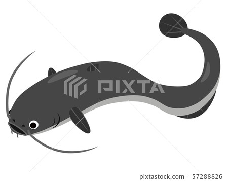 鯰魚 57288826