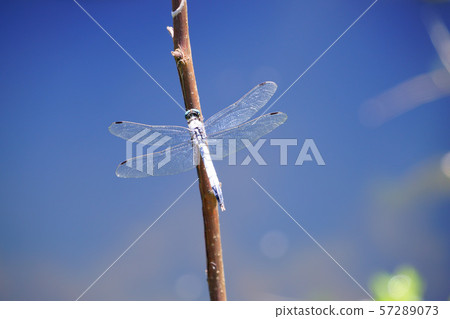 水面，藍天，Shiokara蜻蜓2 57289073